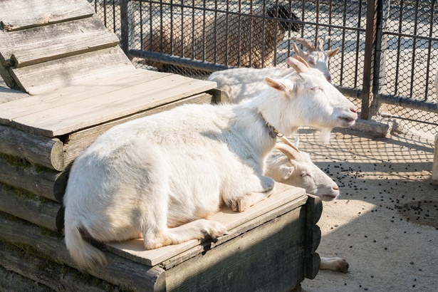 福岡市動物園/ヤギ