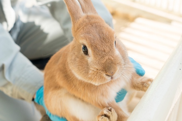 福岡市動物園/ウサギ