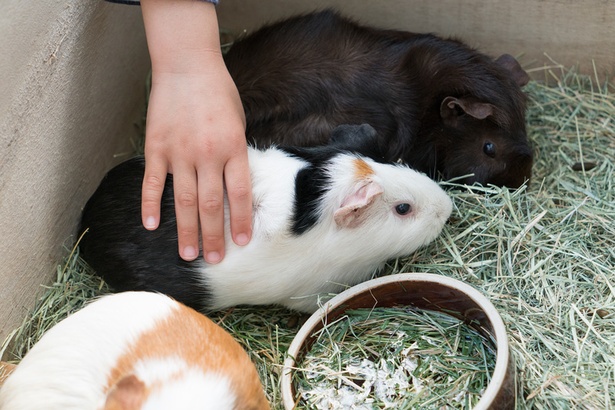 福岡市動物園/モルモット