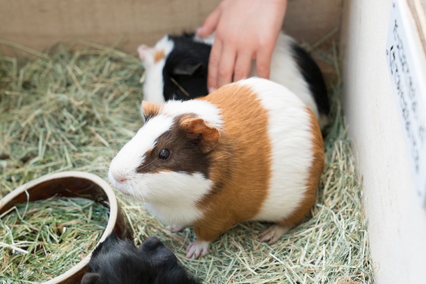 福岡市動物園/モルモット