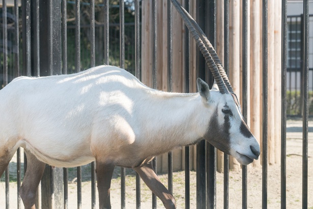 福岡市動物園/アラビアオリックス