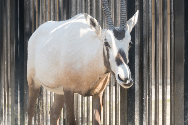 福岡市動物園/アラビアオリックス