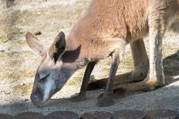 福岡市動物園/カンガルー