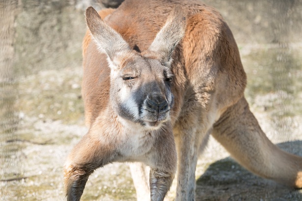 福岡市動物園/アカカンガルー