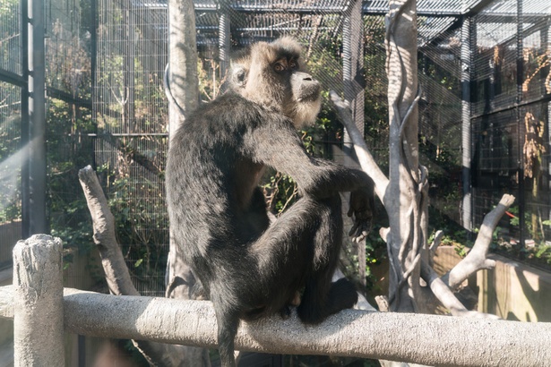 福岡市動物園/シシオザル