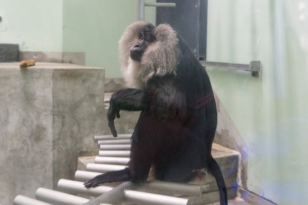 福岡市動物園/シシオザル