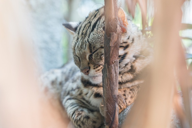 福岡市動物園/ベンガルヤマネコ