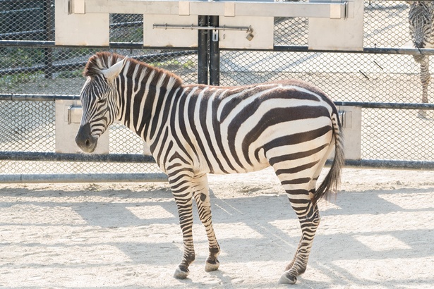 福岡市動物園/シマウマ