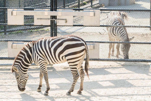 福岡市動物園/シマウマ