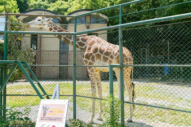  福岡市動物園/アミメキリン