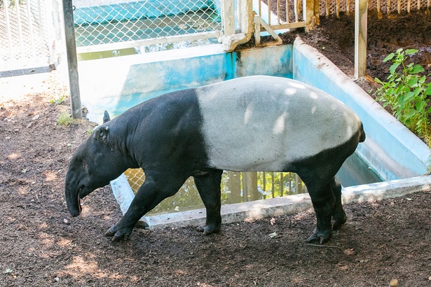 福岡市動物園/マレーバク
