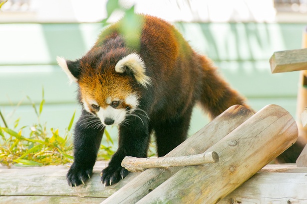  福岡市動物園/シセンレッサーパンダ
