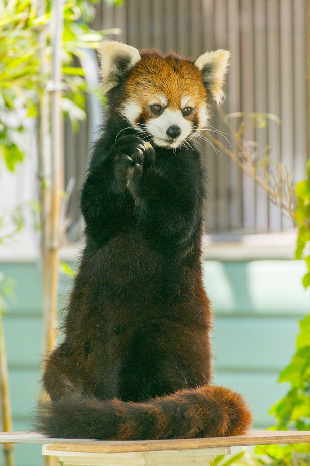 福岡市動物園/シセンレッサーパンダ