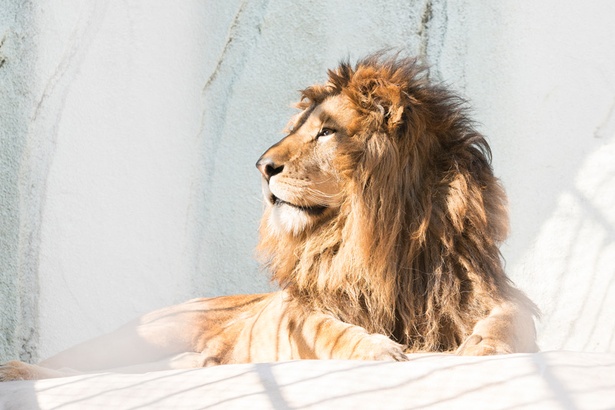 福岡市動物園/ライオン