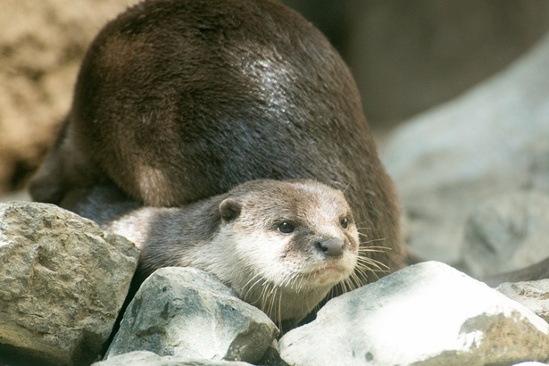 福岡市動物園/コツメカワウソ