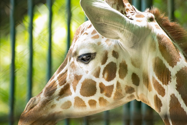 画像13 40 写真特集 カワイイ表情がたまらない 福岡市動物園のキュートなアニマル40連発 ウォーカープラス