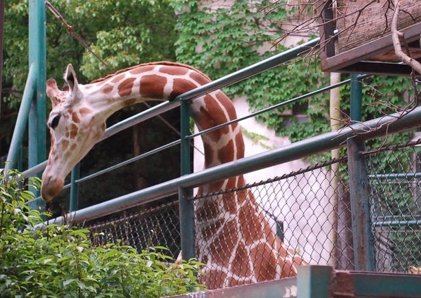 福岡市動物園/アミメキリンのリンダ
