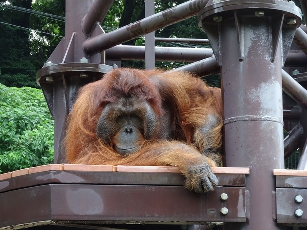 福岡市動物園/オランウータンのミミ