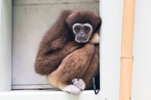 福岡市動物園/シロテテナガザル