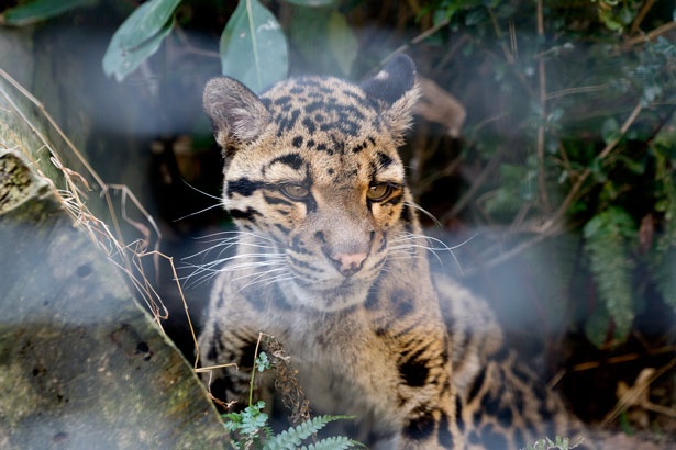  福岡市動物園/ウンピョウ