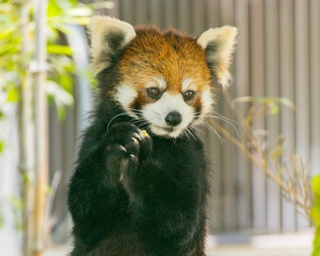 【写真特集】カワイイ表情がたまらない！福岡市動物園のキュートなアニマル40連発！
