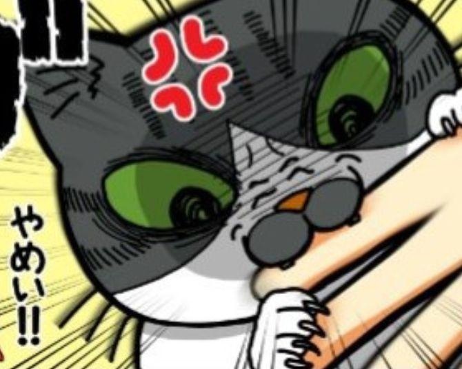 【猫マンガ】気の強い子猫がまさかの激オコ倍返し!!クセ強な人間の変わった愛情表現に「やられたらやり返す!!」【作者に聞く】
