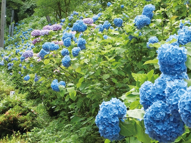 「一里保木あじさい園」の斜面全体を青く染める色鮮やかなアジサイ。花に囲まれた写真撮影も可能！