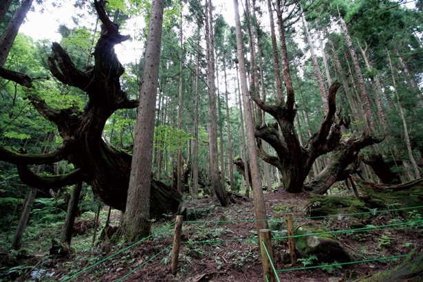 1本の幹が複数に枝分かれしている不思議な株杉が群生する神秘的なエリアも