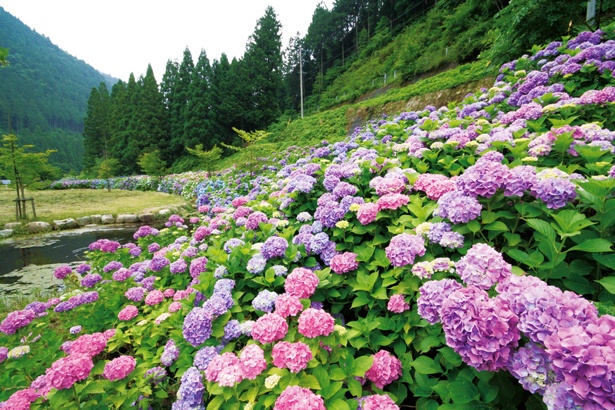ピンクや紫などのアジサイ群が華やかに咲き誇る「四季の森 あじさい園」