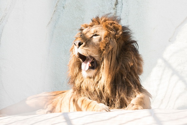 撮影日は暖かかったので、百獣の王「ライオン」もなんだか眠そう…