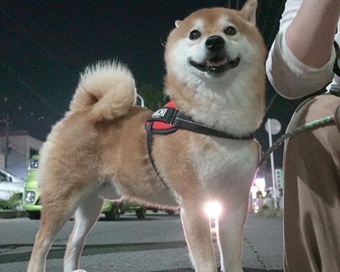 柴犬・はちくん、初めての「青森ねぶた祭」へ！いつもと違う雰囲気に興味津々!?