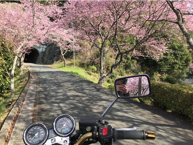 桜の下をバイクで駆け抜けます！