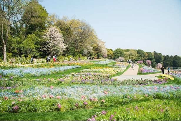 横浜市内産のパンジーなど約100品種・約30万本の花々が咲く｢里山ガーデン｣