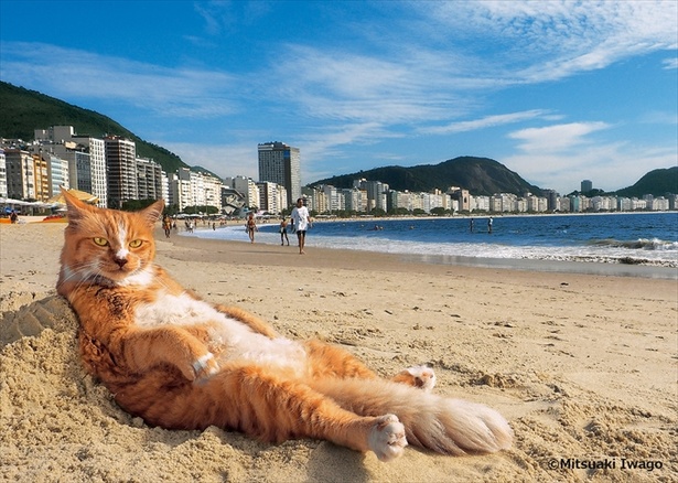 ブラジル・リオデジャネイロ南東部のコパカバーナビーチでモテモテの人気ネコ「シキンニョ」 