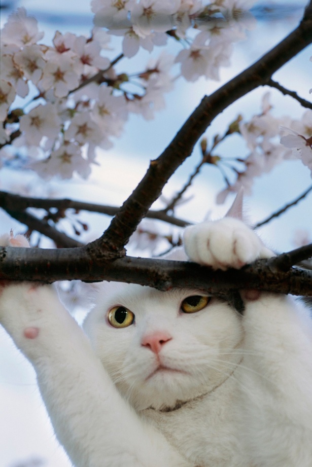 【写真を見る】日本のネコたちを中心とした写真約70点を展示　第40回特別企画展「岩合光昭ミニ写真展 ねこ歩き 日本編」/ 開催中～6月17日(日)
