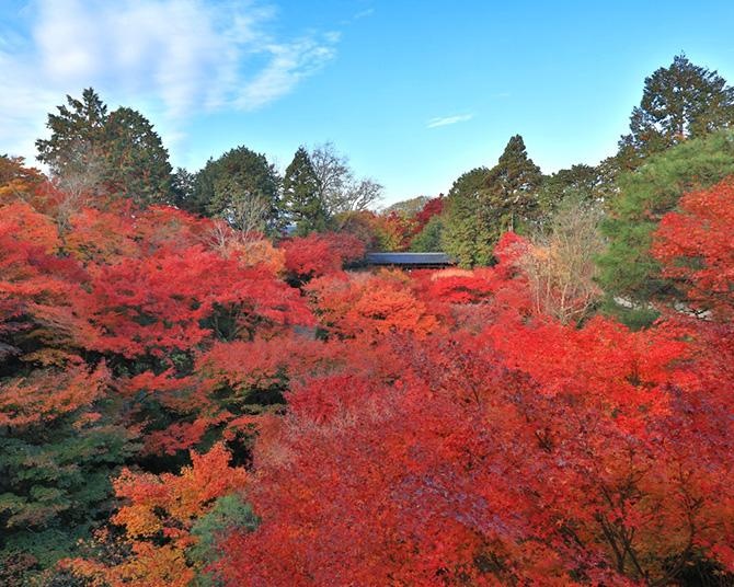 京都の紅葉を混雑回避して楽しめる「秋の特別拝観」が今年も開催！CMの舞台になった寺院から期間限定で公開される寺院まで注目プランを紹介【PR】