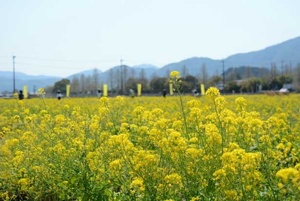 約100万本の菜の花が咲き誇る 亀岡に絶景の新名所 京都 かめおか 菜の花畑 開園 ウォーカープラス