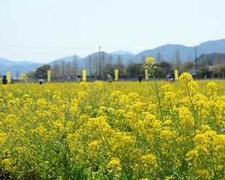 約100万本の菜の花が咲き誇る！ 亀岡に絶景の新名所「京都 かめおか 菜の花畑」開園