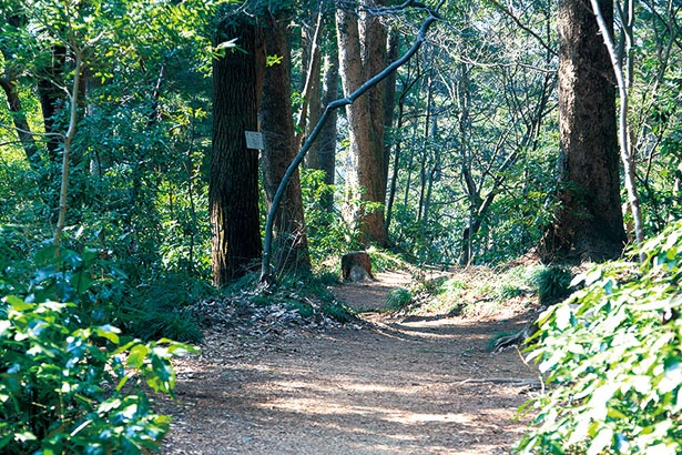 いろはの森コースは、知る人ぞ知る穴場ルート。樹木に付いている、いろは48文字の名札を探しながら歩いてみよう
