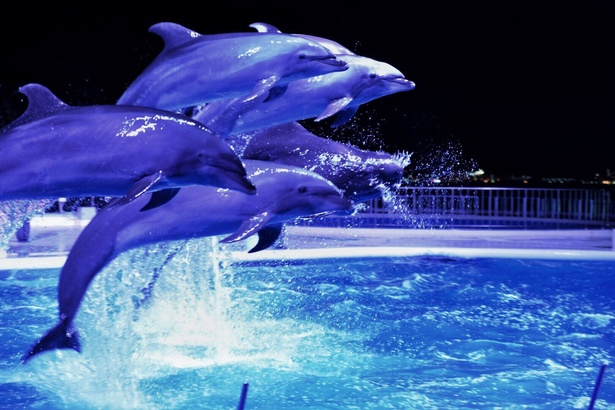 夜の博多湾をバックに、イルカたちが華麗なジャンプを披露する「夜のイルカショー」