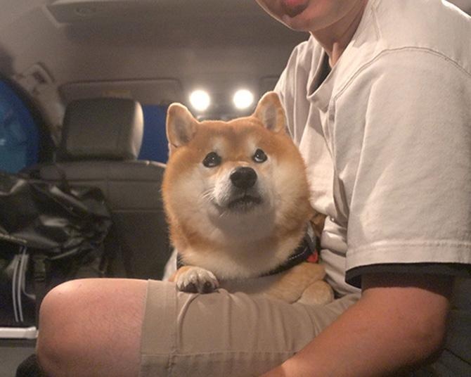 柴犬・はちくんが車中泊初挑戦！納車されたばかりの車で海辺のRVパークへ行ってアウトドアを満喫
