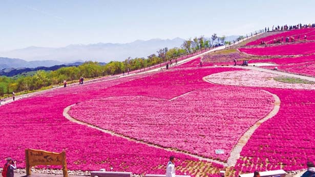 【写真を見る】萩太郎山の頂上付近に約2万2000平方メートルに渡って広がる、芝桜のグラデーション