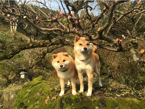 仲良し柴犬親子“たま＆ミケ”