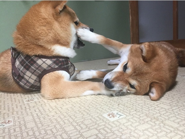 仲良し柴犬親子“たま＆ミケ”