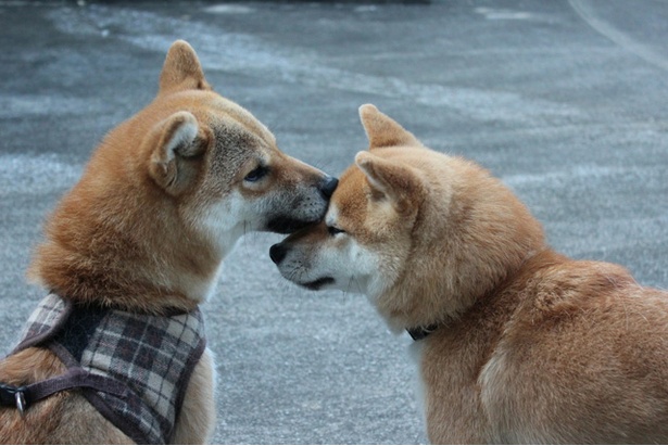 仲良し柴犬親子“たま＆ミケ”