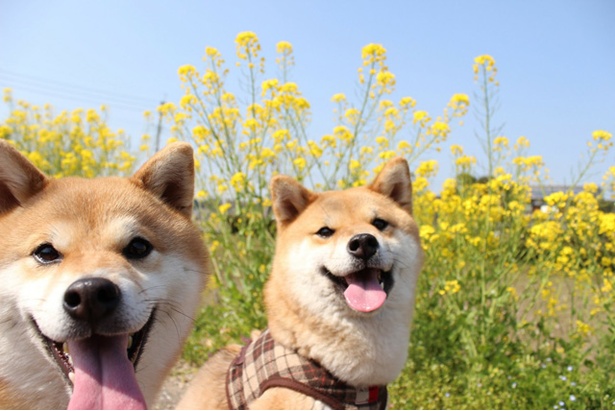 仲良し柴犬親子“たま＆ミケ”