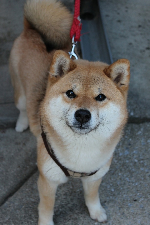 仲良し柴犬親子“たま＆ミケ”