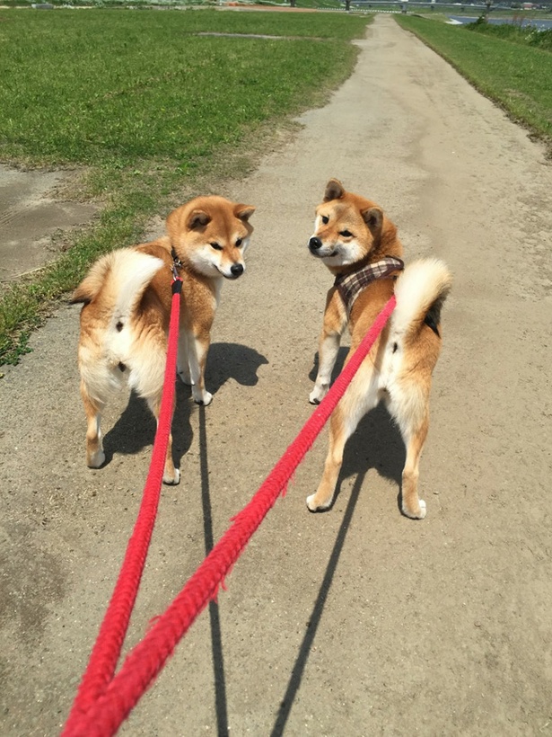 仲良し柴犬親子“たま＆ミケ”