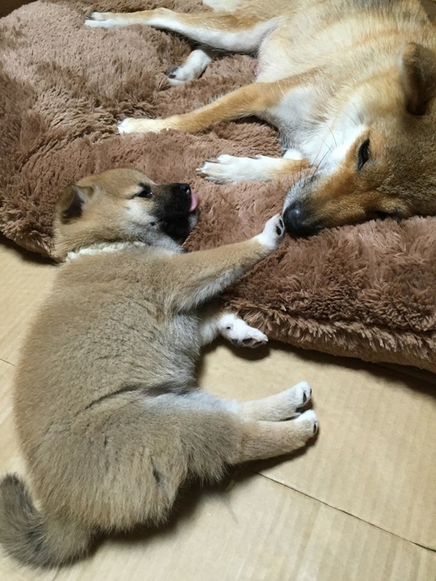 仲良し柴犬親子“たま＆ミケ”