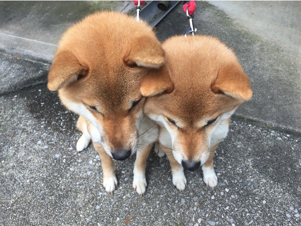 仲良し柴犬親子“たま＆ミケ”